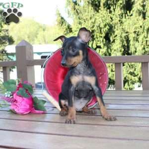 Jimmy, Miniature Pinscher Puppy
