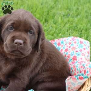 Emma, Chocolate Labrador Retriever Puppy