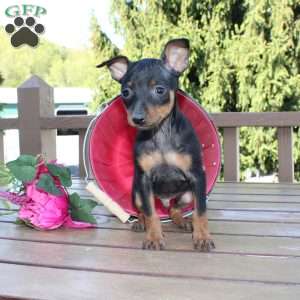 Jimmy, Miniature Pinscher Puppy