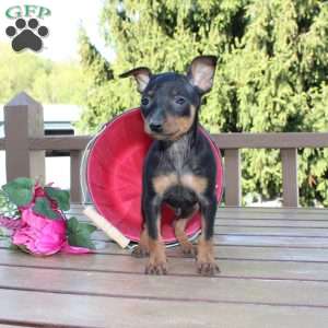 Jimmy, Miniature Pinscher Puppy