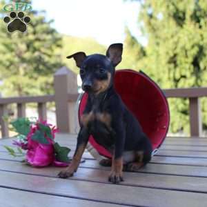 Jimmy, Miniature Pinscher Puppy