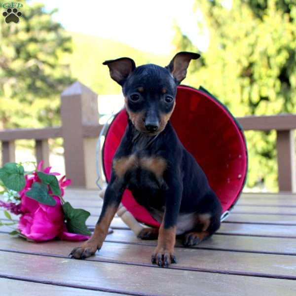 Jimmy, Miniature Pinscher Puppy