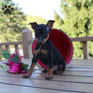 Jimmy, Miniature Pinscher Puppy