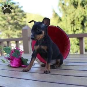 Jimmy, Miniature Pinscher Puppy