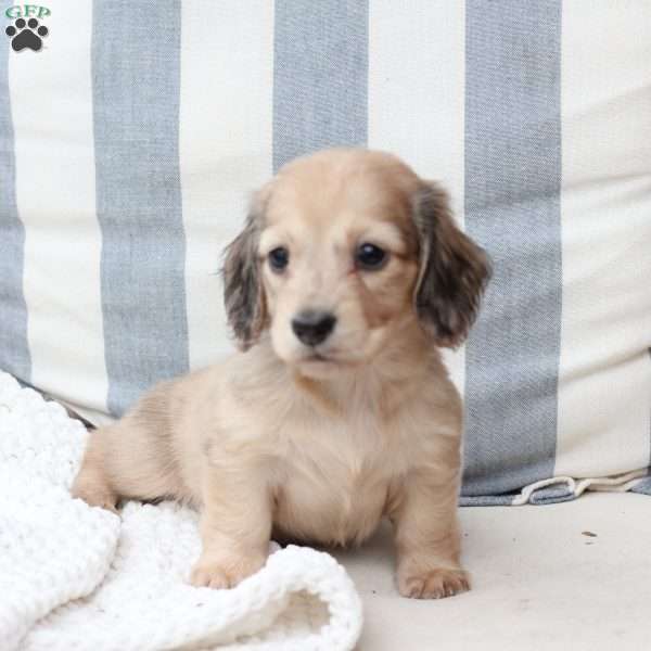 Olive, Dachshund Puppy