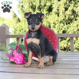 Jaxon, Miniature Pinscher Puppy