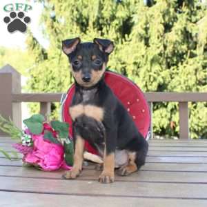 Jaxon, Miniature Pinscher Puppy