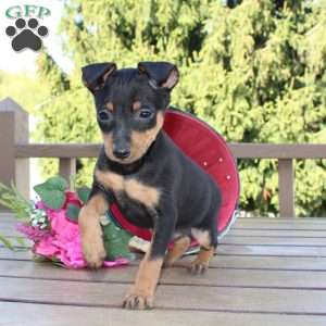 Jaxon, Miniature Pinscher Puppy