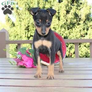 Jaxon, Miniature Pinscher Puppy