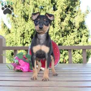Jaxon, Miniature Pinscher Puppy