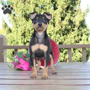 Jaxon, Miniature Pinscher Puppy