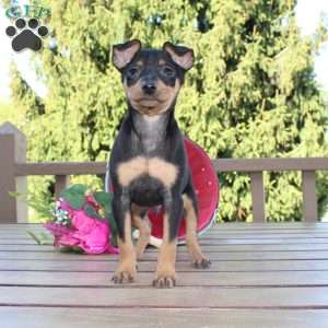 Jaxon, Miniature Pinscher Puppy