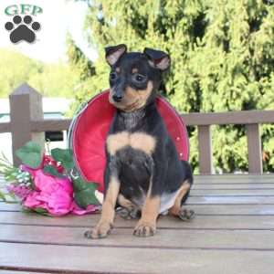 Jaxon, Miniature Pinscher Puppy