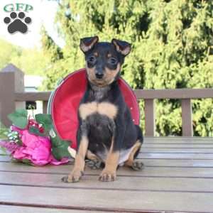 Jaxon, Miniature Pinscher Puppy