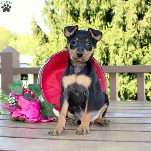 Jaxon, Miniature Pinscher Puppy