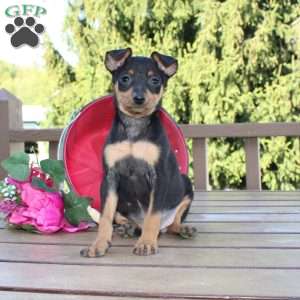 Jaxon, Miniature Pinscher Puppy