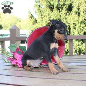 Jaxon, Miniature Pinscher Puppy