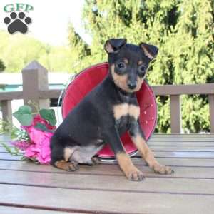 Jaxon, Miniature Pinscher Puppy