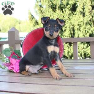 Jaxon, Miniature Pinscher Puppy