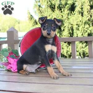 Jaxon, Miniature Pinscher Puppy