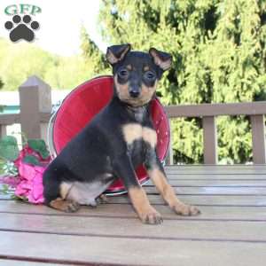 Jaxon, Miniature Pinscher Puppy