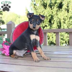 Jaxon, Miniature Pinscher Puppy