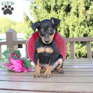Jake, Miniature Pinscher Puppy