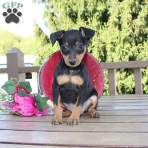 Jake, Miniature Pinscher Puppy