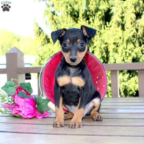 Jake, Miniature Pinscher Puppy
