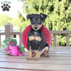 Jake, Miniature Pinscher Puppy