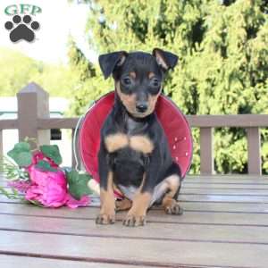 Jake, Miniature Pinscher Puppy
