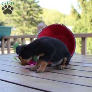 Jake, Miniature Pinscher Puppy