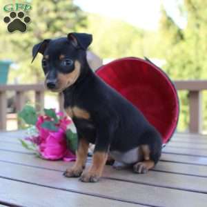 Jake, Miniature Pinscher Puppy