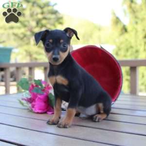 Jake, Miniature Pinscher Puppy