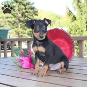 Jake, Miniature Pinscher Puppy