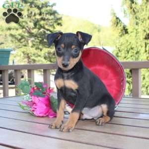 Jake, Miniature Pinscher Puppy