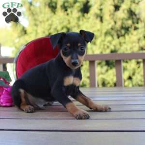 Jake, Miniature Pinscher Puppy