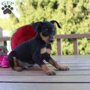 Jake, Miniature Pinscher Puppy