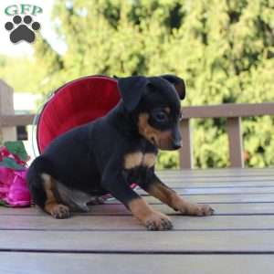 Jake, Miniature Pinscher Puppy