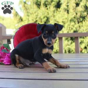 Jake, Miniature Pinscher Puppy