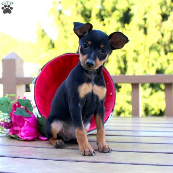 Jasper, Miniature Pinscher Puppy