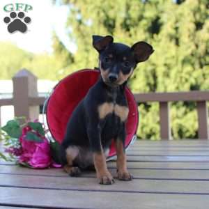 Jasper, Miniature Pinscher Puppy