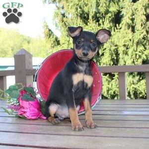 Jasper, Miniature Pinscher Puppy