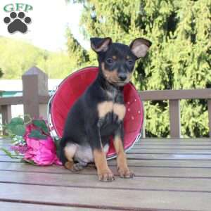 Jasper, Miniature Pinscher Puppy