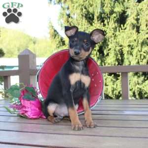 Jasper, Miniature Pinscher Puppy