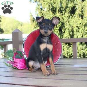 Jasper, Miniature Pinscher Puppy