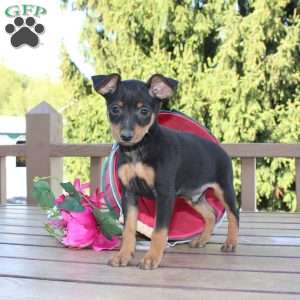 Jasper, Miniature Pinscher Puppy