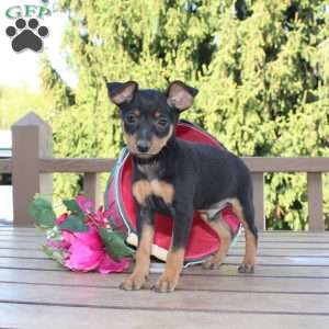 Jasper, Miniature Pinscher Puppy
