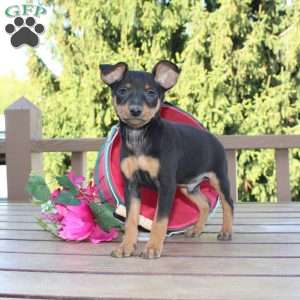 Jasper, Miniature Pinscher Puppy