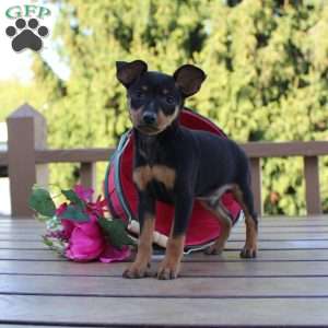 Jasper, Miniature Pinscher Puppy